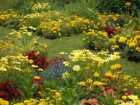 Желтая кровать с бархатцами