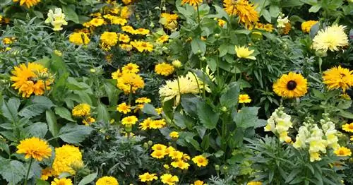 Советы по оформлению солнечной клумбы