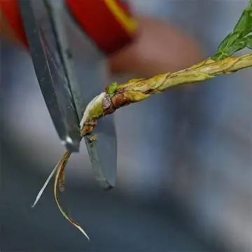 Отрежьте язык коры ножницами