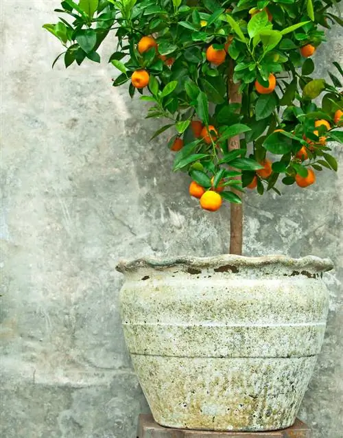 мандариновое дерево