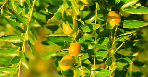 Сад, как в Bella Italia