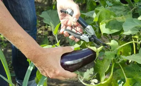 Урожай баклажанов