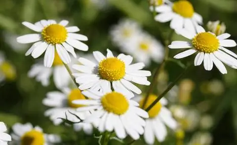 Матрикария ромашка