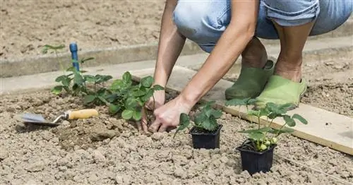 Огород: лучшие советы по саду в августе