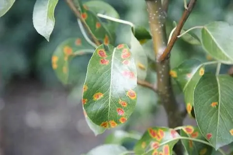 грушевая решетка