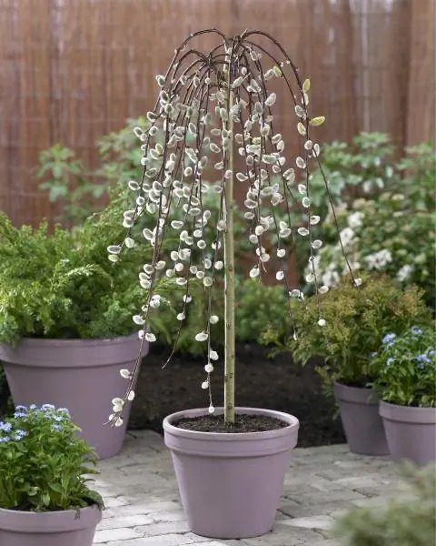 Salix caprea 'Пендула'