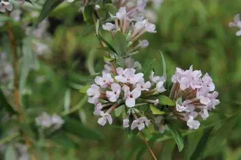 Сирень летняя (Buddleja alternifolia)