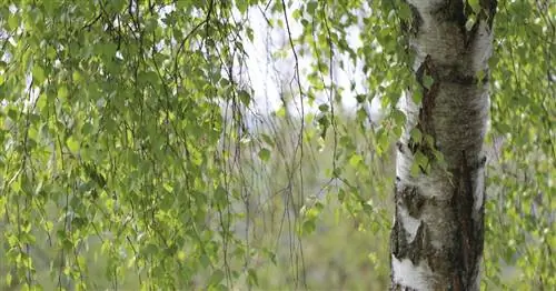 Деревья с поникшими кронами