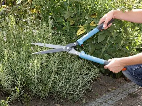 Срезанная лаванда