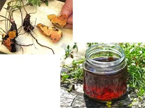 Корни лапчатки как лекарственное растение Корни лапчатки как лекарственное растение