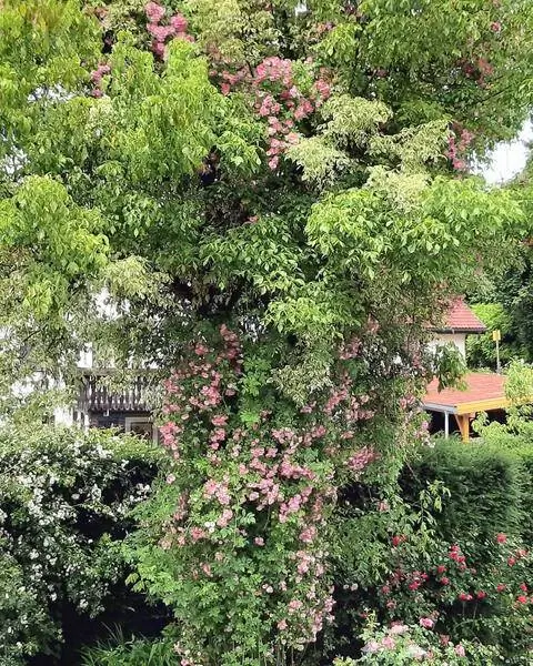 Роза Рамблер 'Apple Blossom'