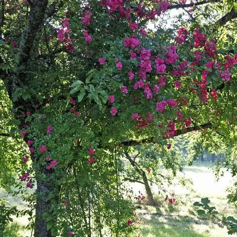 Рамблер поднялся на старое фруктовое дерево