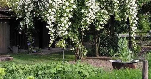 Посадка плетистой розы на дерево