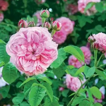 Розы Сентифлора