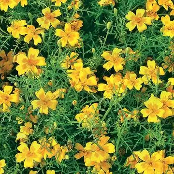 Бархатцы специи 'Lemon Gem'