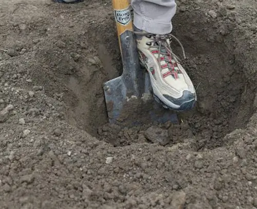 Делим ревень: копаем посадочную яму