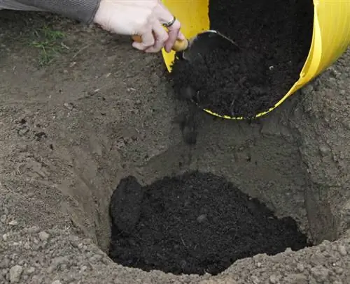 Разделите ревень: компост