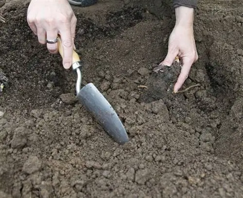 Разделите ревень: вставьте корневище