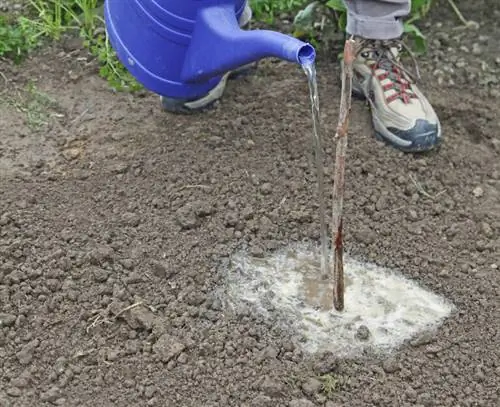 Разделить ревень: вылить