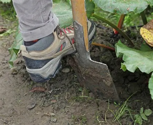Делим ревень: выкапываем многолетник