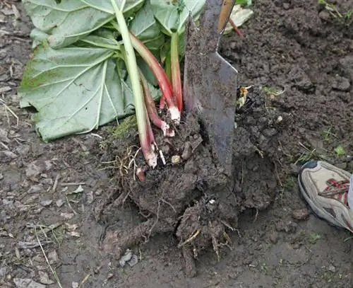 Делим ревень: протыкаем многолетник