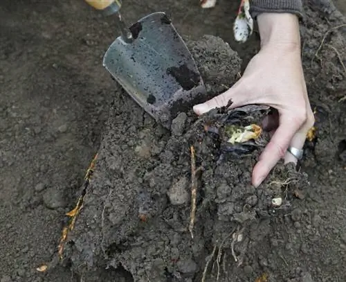 Разделить ревень: дополнительно измельчить подвой.