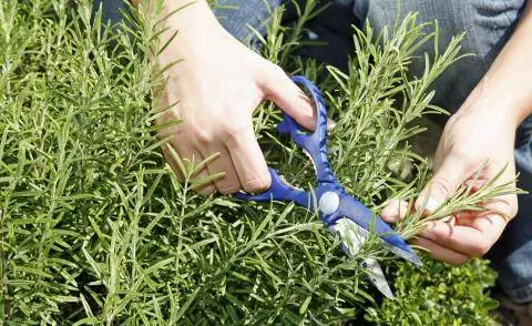 Разрезанный розмарин