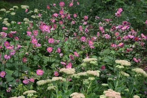 Сочетание осеннего анемона с курицей