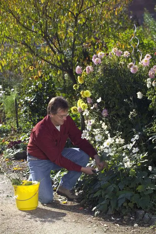 Обрезать осенние анемоны