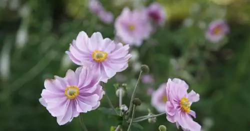 Осенние анемоны: простые в уходе цветущие многолетники