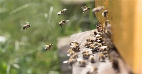 Пчеловоды в собственном саду