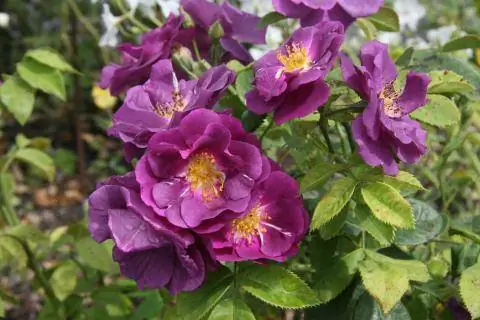 «Рапсодия в стиле блюз»