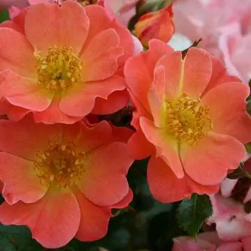 карликовая роза 'Коко'