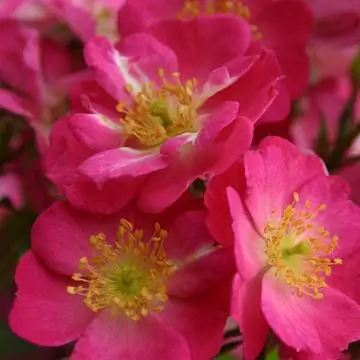 карликовая роза 'Лупо'