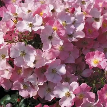 флорибунда 'фортуна'