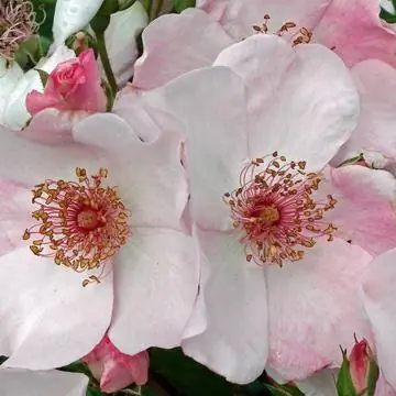 Флорибунда 'Сладкая красотка'