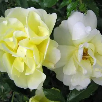 Роза кустовая мелколистная 'Celina'