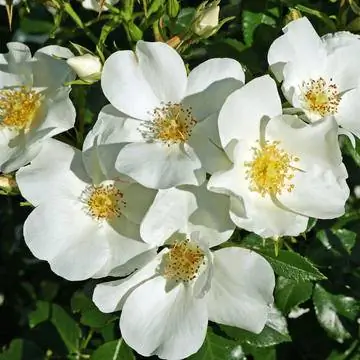 Роза кустовая мелколистная 'Escimo'