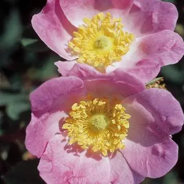 Кустовая роза 'Bourgogne'