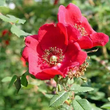 кустовая роза 'Geranium'