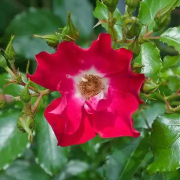 Плетистая роза 'Дортмунд'