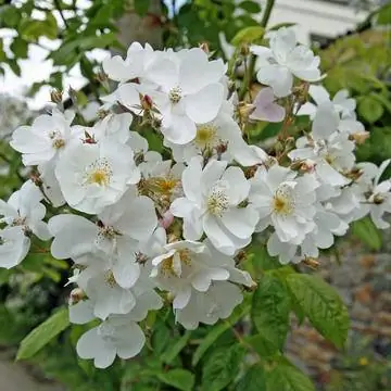 Рамблер роза 'Бобби Джеймс'