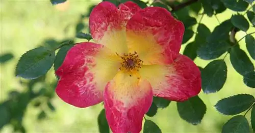 Одиночные розы: естественно красивые