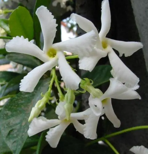 Звездчатый жасмин (Trachelospermum jasminoides)