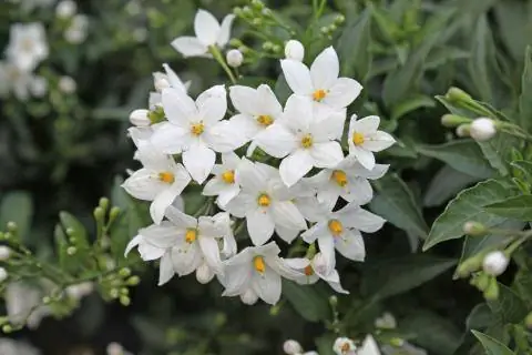 Паслен жасминовый (Solanum jasminoides)
