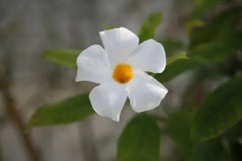 Чилийский жасмин (Mandevilla laxa)