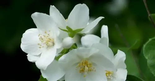 Жасмин: настоящий или подделка?