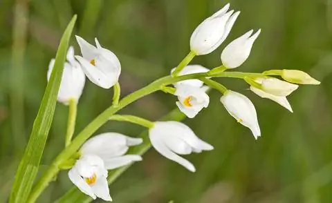 безлистные лесные птицы (Cephalanthera longifolia)