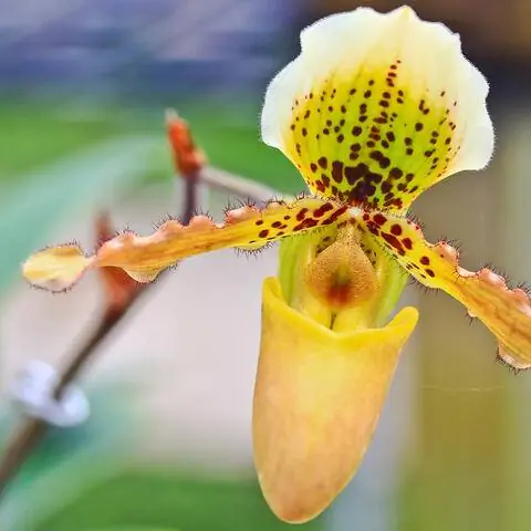 Cypripedium calceolus
