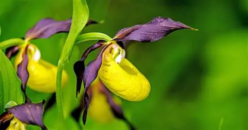 Наземные орхидеи: самые красивые местные виды